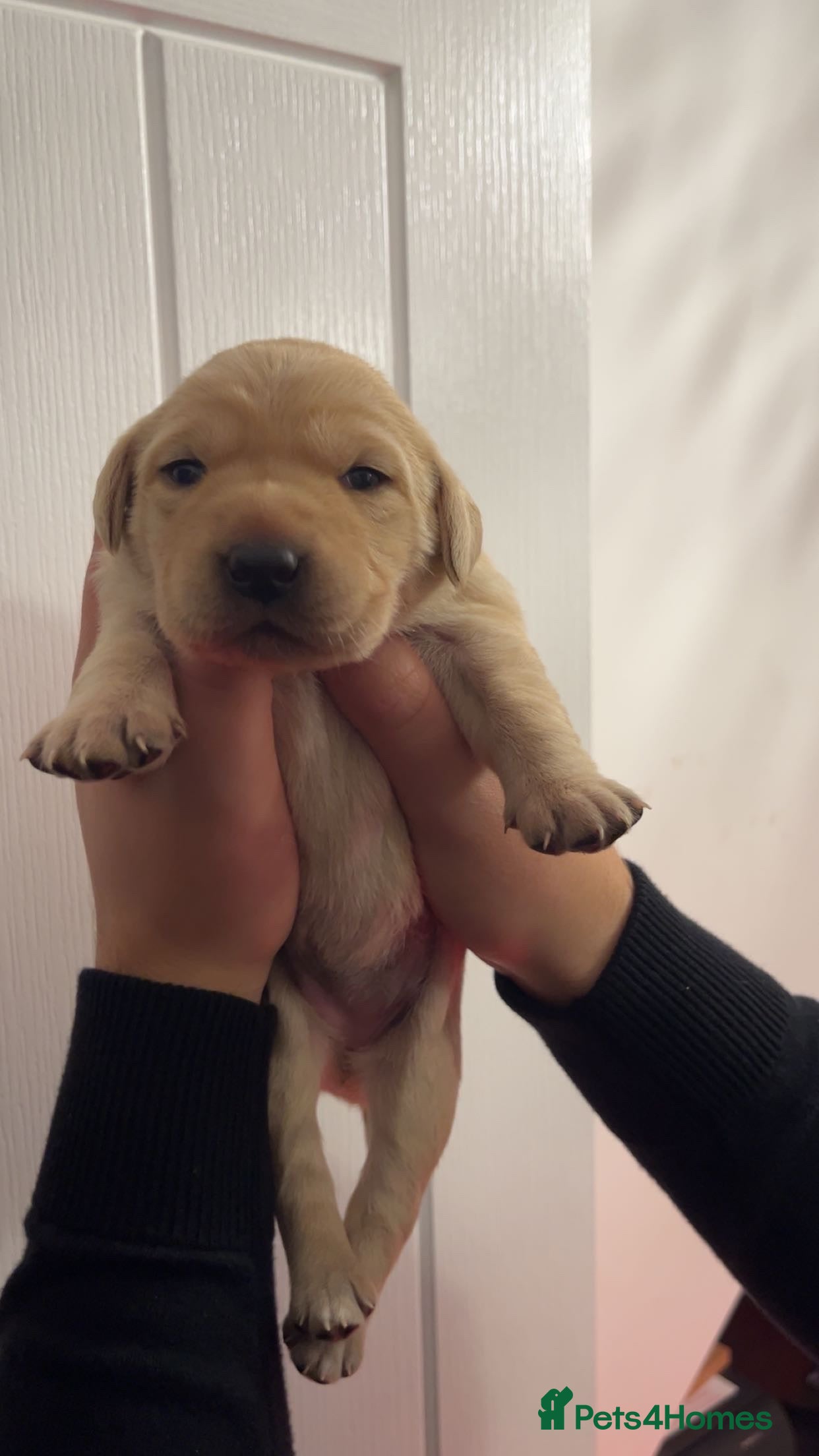 Labrador Retriever dogs 9 STUNNING YELLOW LABRADORS  - Advert 7