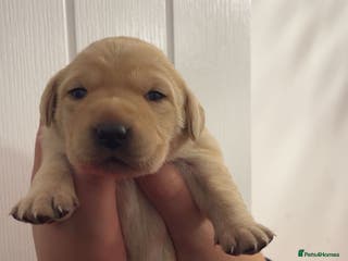 Labrador Retriever dogs 9 STUNNING YELLOW LABRADORS - Advert 17