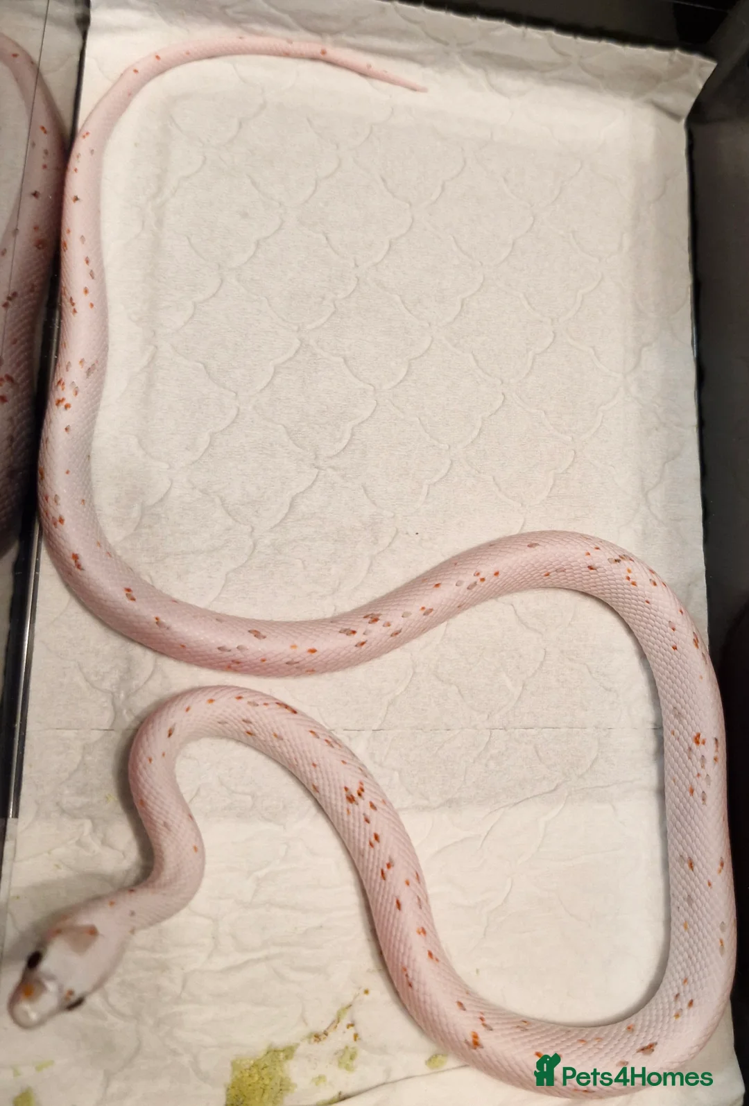 Corn Snake reptiles for sale: Corn snake palmettos  - Advert 3