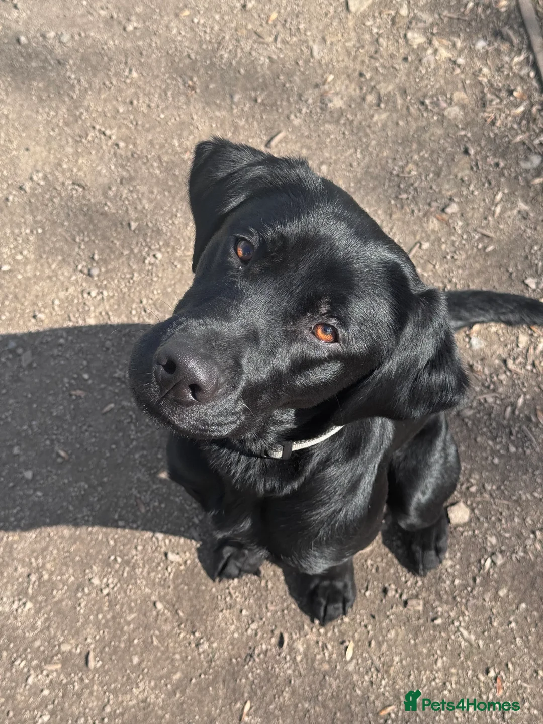 Labrador Retriever dogs for sale: Two beautiful Labrador girls 2&3yos in Worcester - Advert 2