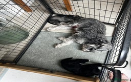 Miniature Schnauzer dogs for sale: Miniature schnauzer puppies female - Image 6