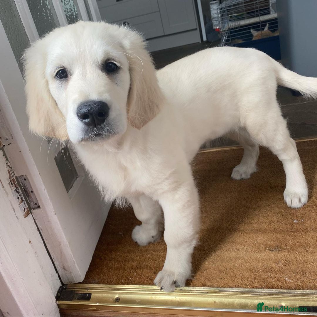 Golden Retriever dogs Golden Retriever Puppy for Rehome  - Advert 2
