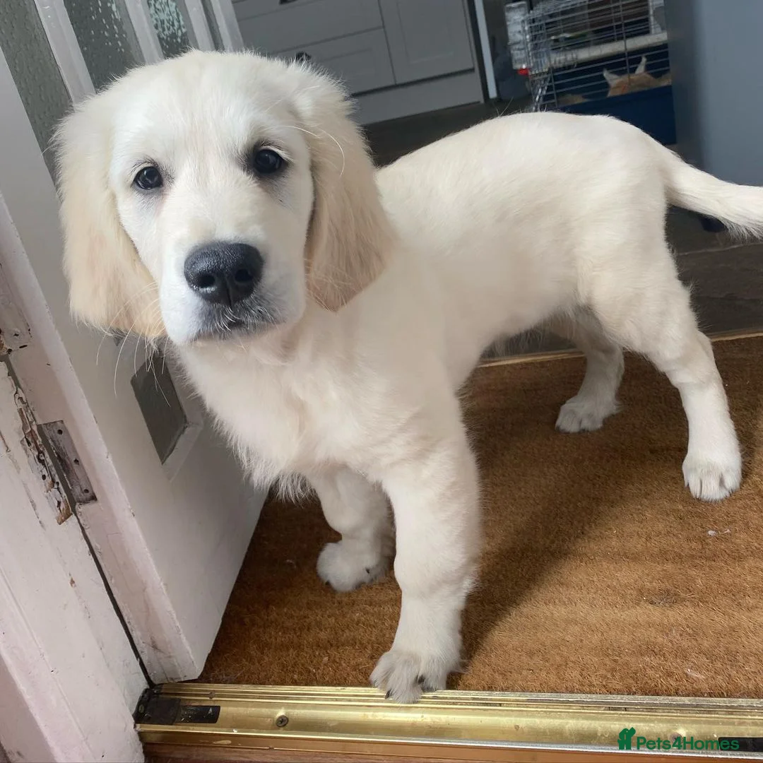 Golden Retriever dogs for sale: Golden Retriever Puppy for Rehome  in Glasgow - Advert 1