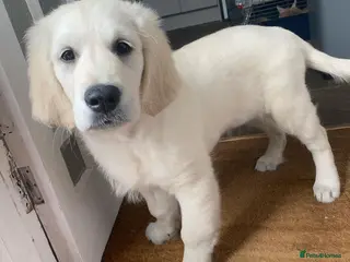 Golden Retriever dogs Golden Retriever Puppy for Rehome - Advert 2