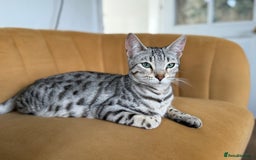 Bengal cats for sale: Stunning Bengal Kittens - Image 5