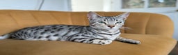 Bengal cats for sale: Stunning Bengal Kittens - Advert 5