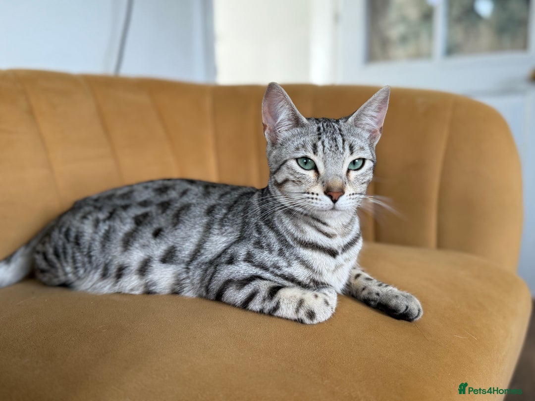 Bengal cats for sale: Stunning Bengal Kittens - Image 5