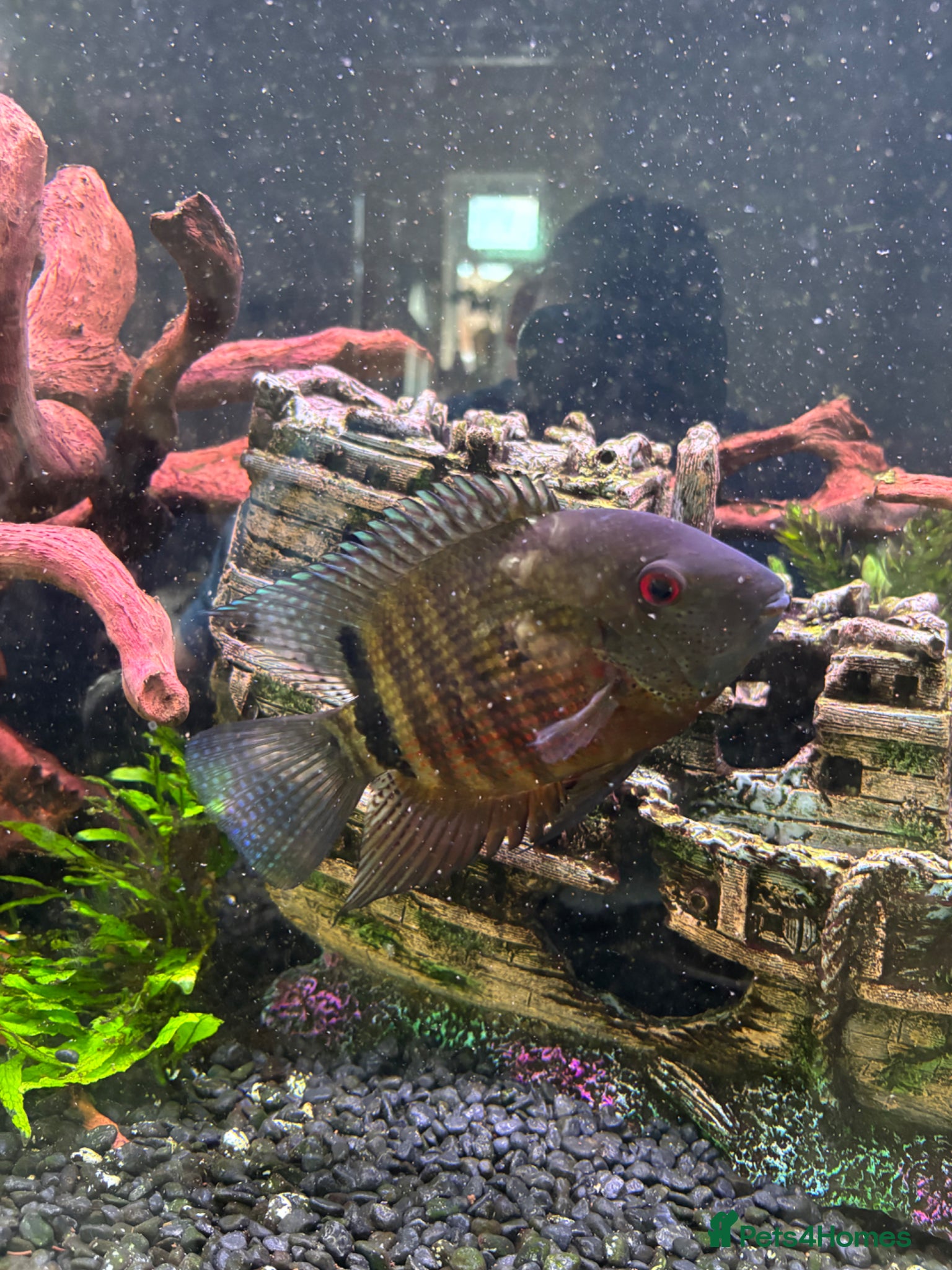 Cichlids fish 2 fish for sale  - Advert 3