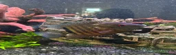 Cichlids fish for sale: 2 fish for sale  - Advert 1