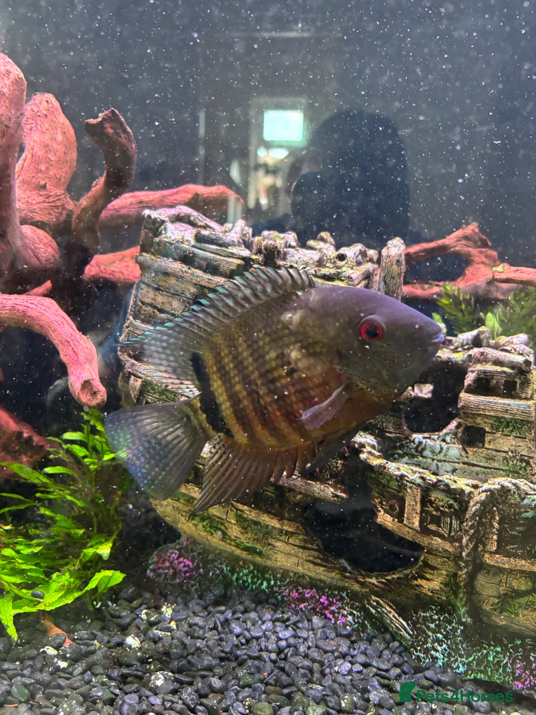 Cichlids fish for sale: 2 fish for sale  - Advert 1