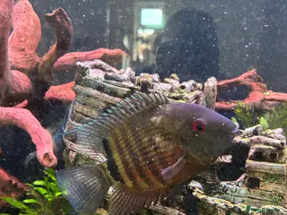 Cichlids fish 2 fish for sale - Advert 3