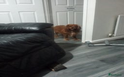 Cavalier King Charles Spaniel dogs for sale: Two female cavalier King Charles spaniel  - Image 2