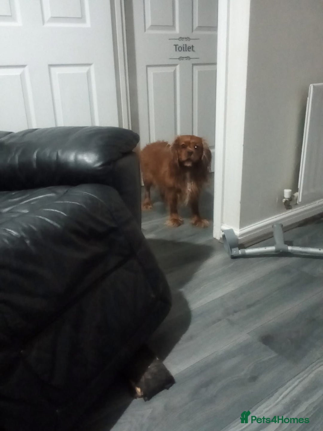 Cavalier King Charles Spaniel dogs for sale: Two female cavalier King Charles spaniel  - Image 2