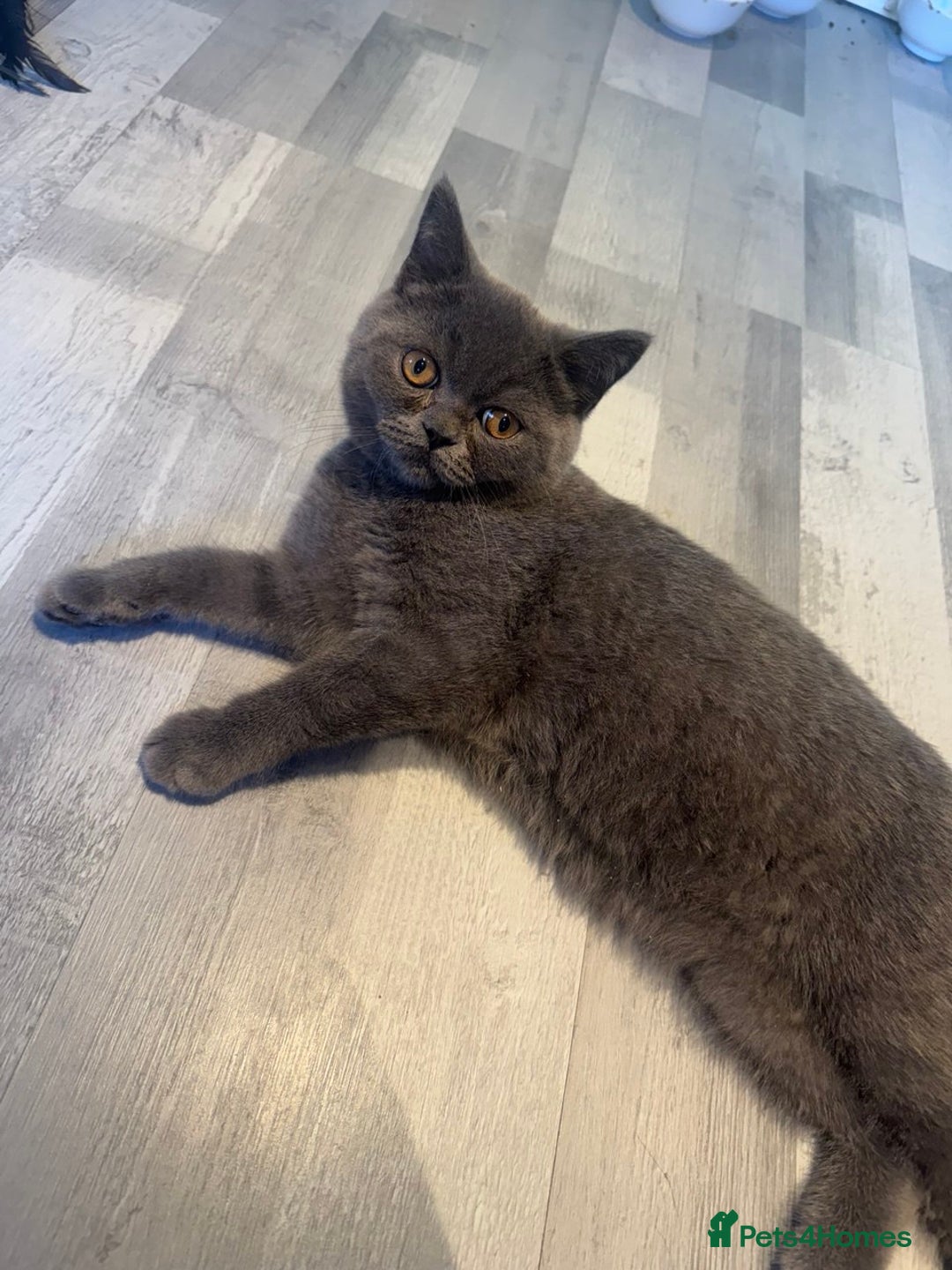 British Shorthair cats for sale: ❣️British Shorthair Kittens Blue❣️ - Image 5