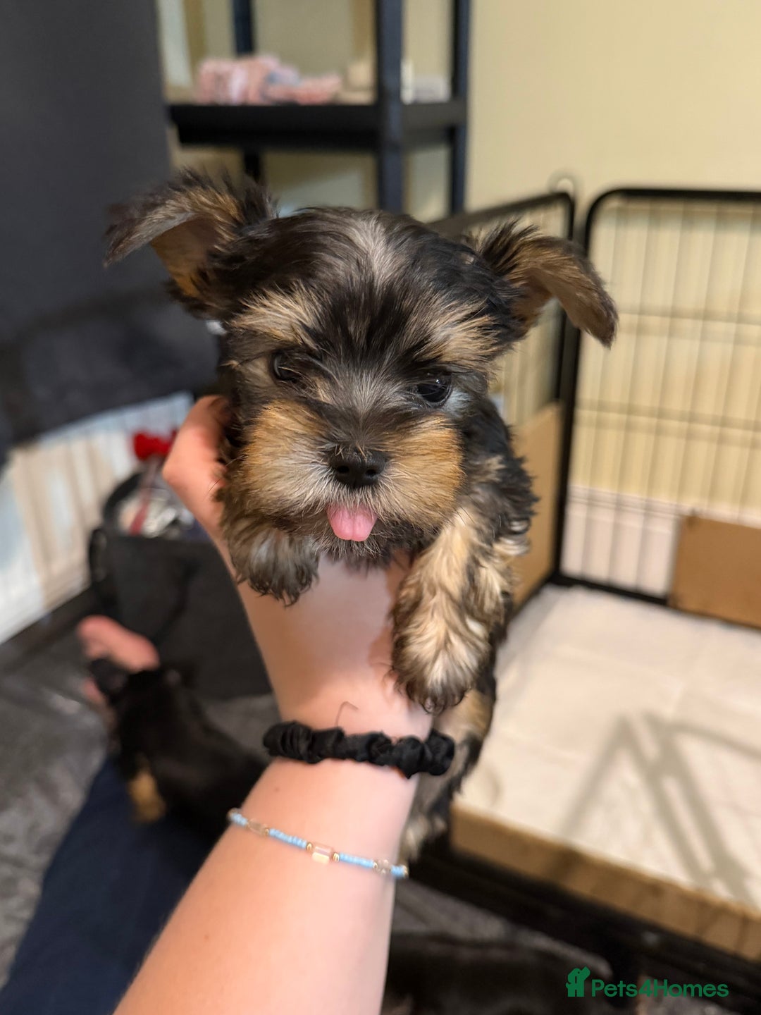 Yorkshire Terrier dogs for sale: Three beautiful Yorkshire Terrier girls for sale - Advert 5