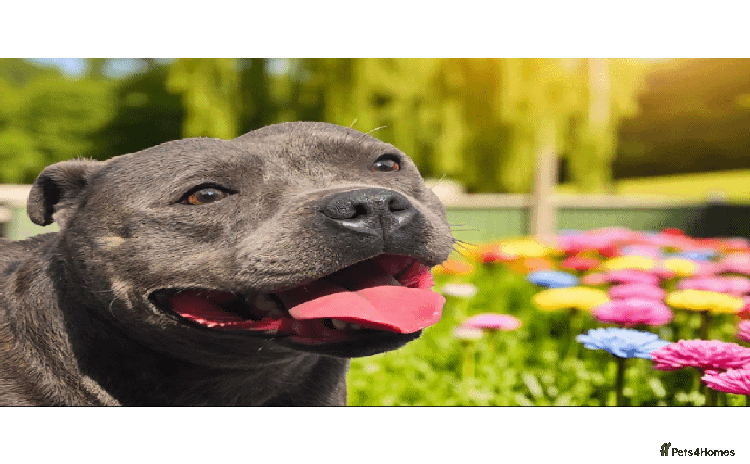 Staffordshire Bull Terrier dogs in Rochdale - Advert 17