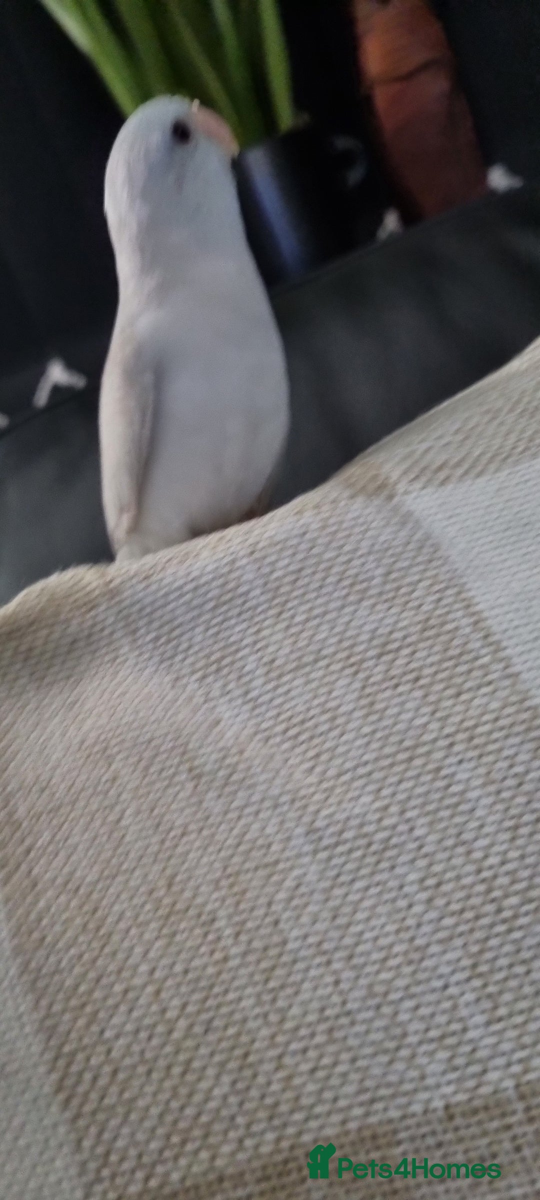 Parrots birds for sale: 8 week old Hand Reared Baby Parrotlet - Advert 2