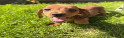 Miniature Dachshund dogs for sale: READY TO LEAVE🏆💙💖 KC REG 5 STAR BREEDER💙💖🏆 - Advert 15