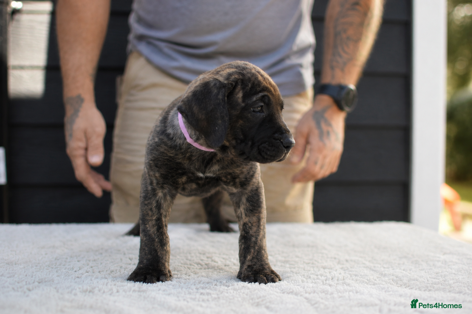 Presa Canario dogs for sale: Presa Canario puppies champion bloodlines - Advert 10