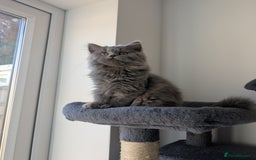 British Shorthair cats for sale: Reduced British Shorthair kittens Ready  - Image 2