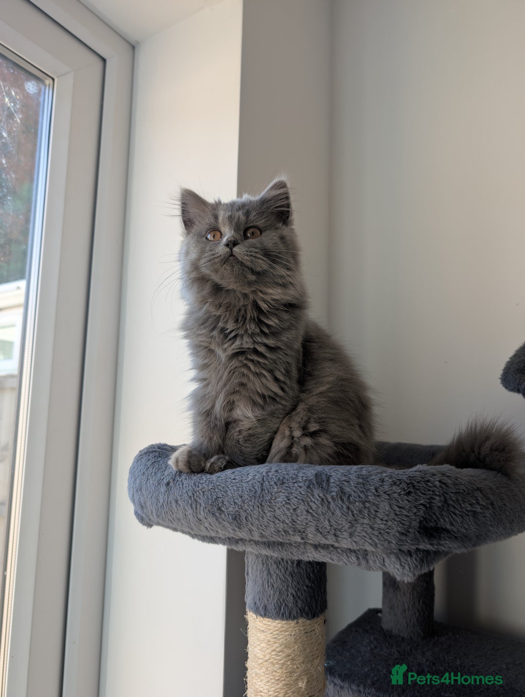 British Shorthair cats for sale: Reduced British Shorthair kittens Ready  - Image 2
