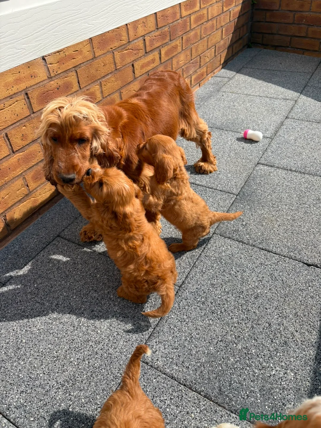 Cockalier dogs for sale:  Beautiful Cockalier puppies  - Advert 2