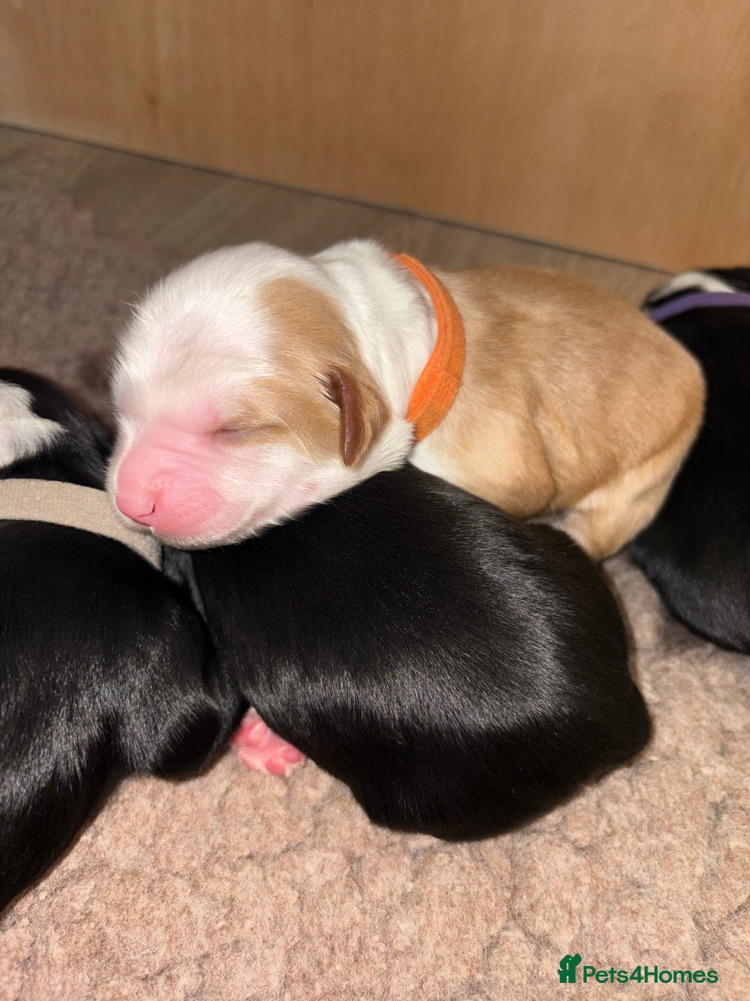 Tibetan Terrier dogs for sale: KC fully health tested exceptionally bred Tibetan  - Advert 29