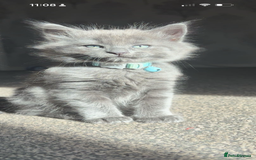 Ragdoll cats for sale: My daisy is expecting fluffy ragdolls 🥹🏡 - Image 4
