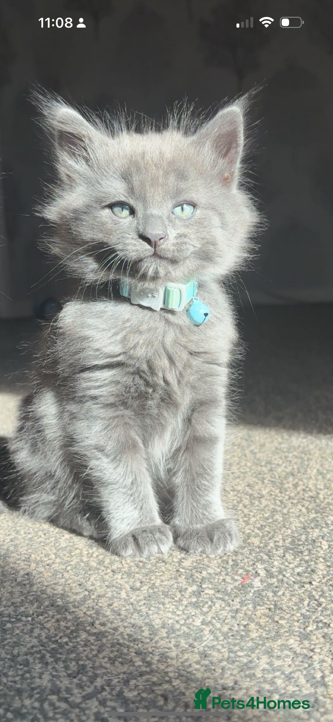 Ragdoll cats for sale: My daisy is expecting fluffy ragdolls 🥹🏡 - Image 4