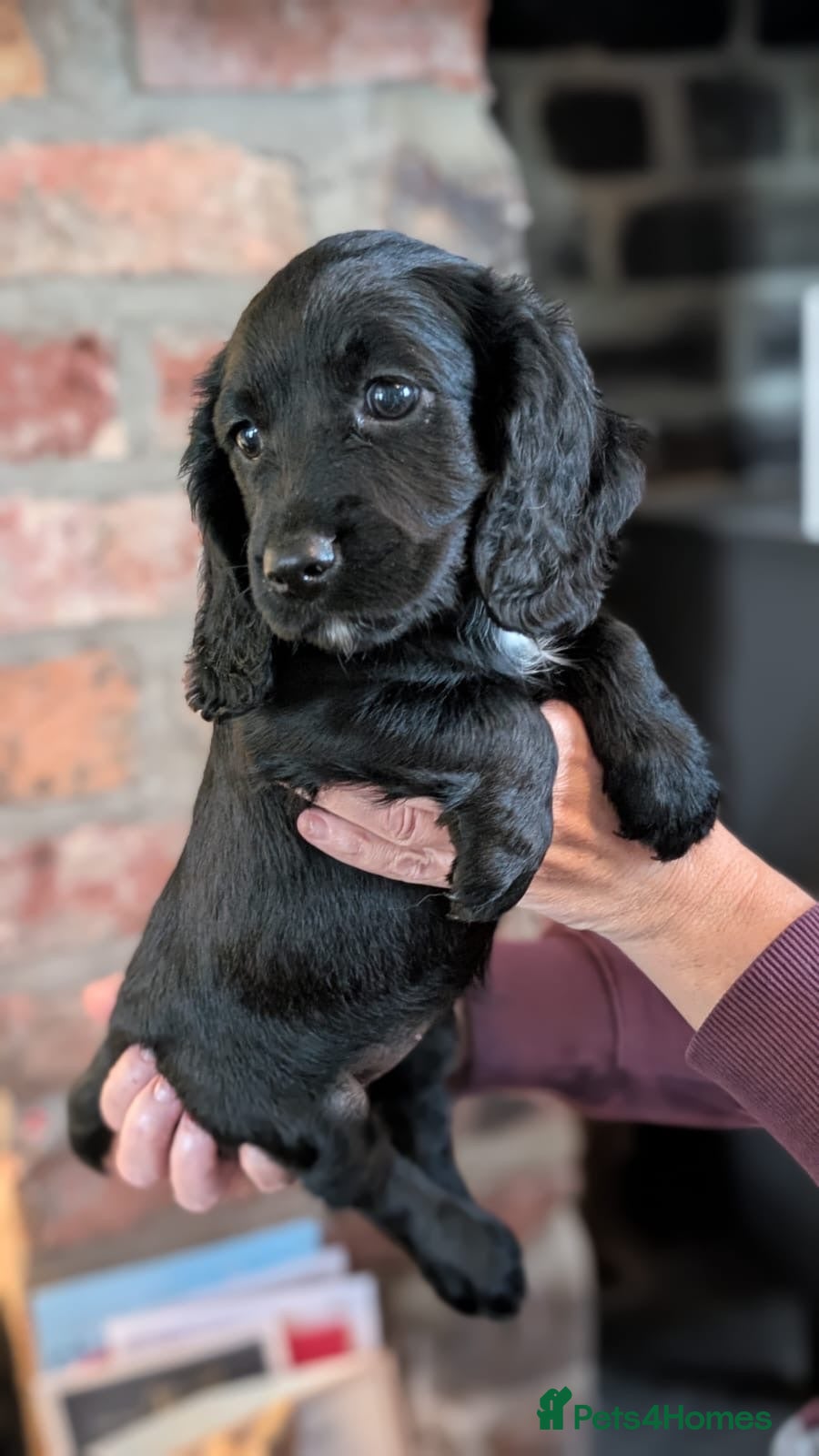 Cocker Spaniel dogs  Beautiful Working Cocker Spaniels Puppies - Advert 2