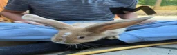 Continental Giant rabbits for sale: gorgeous continental giantxFrench lop READY TO GO - Advert 16