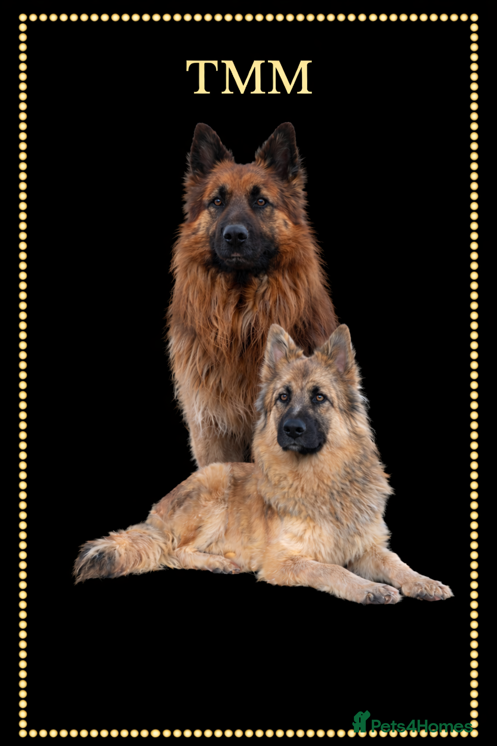 German Shepherd dogs German shephered puppys 4 boys 2 girls - Advert 12