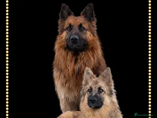 German Shepherd dogs German shephered puppys 4 boys 2 girls - Advert 12