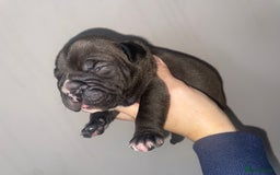 Olde English Bulldogge dogs for sale: 4 beautiful pups  - Advert 2