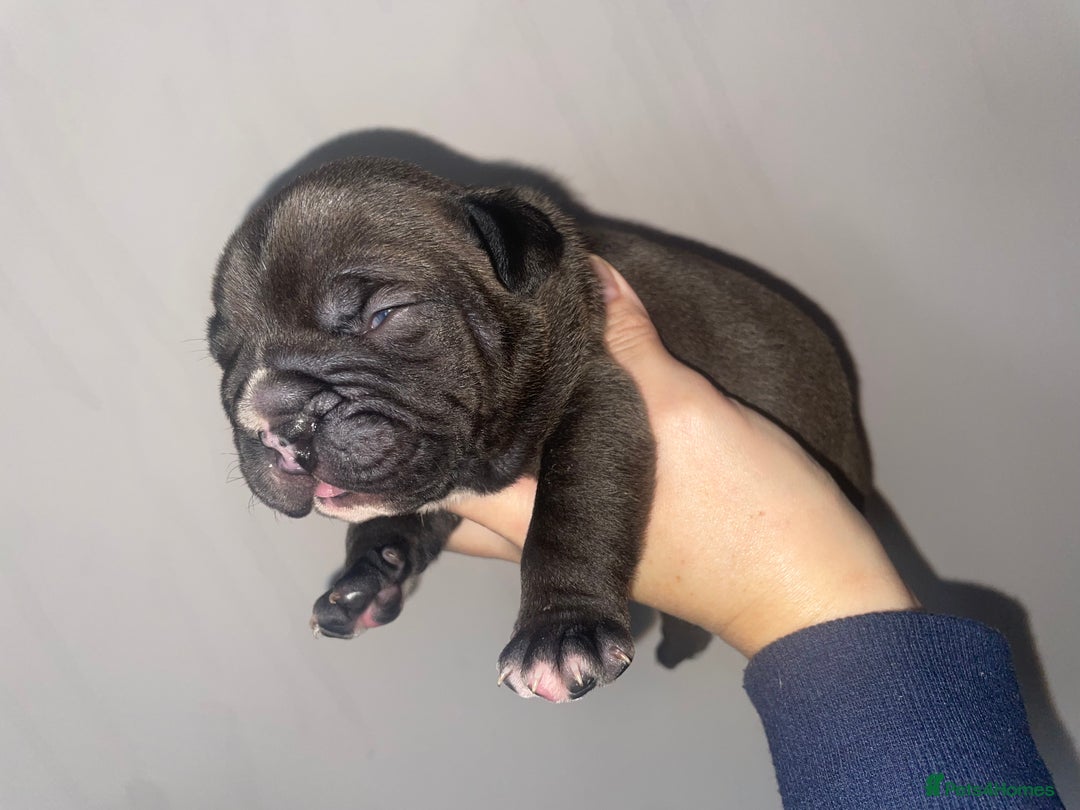 Olde English Bulldogge dogs for sale: 4 beautiful pups  - Advert 2