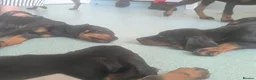 Dobermann dogs for sale: Ready now KC reg Beautiful doberman pups, 4 girls  - Advert 6