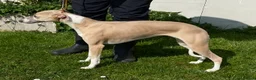 Whippet dogs for sale: Beautiful Whippet Puppies  - Advert 11