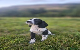 English Springer Spaniel dogs for sale: *Only 3 remaining* Springer spaniel puppies KC Reg - Image 6