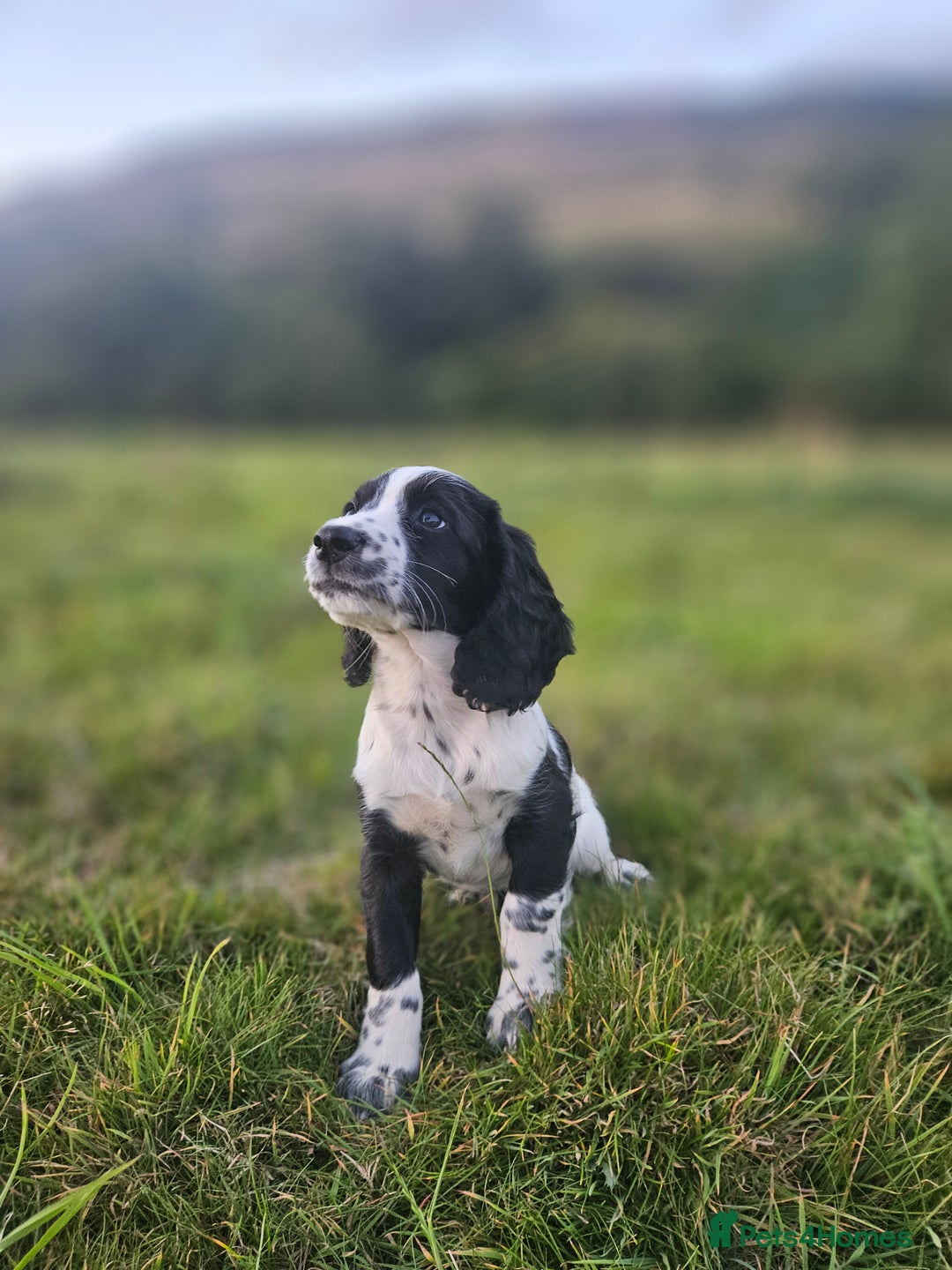 English Springer Spaniel dogs for sale: *Only 3 remaining* Springer spaniel puppies KC Reg - Image 6