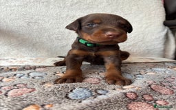 Dobermann dogs for sale: Doberman Puppies For Sale  - Image 3