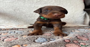 Dobermann dogs - Advert 1