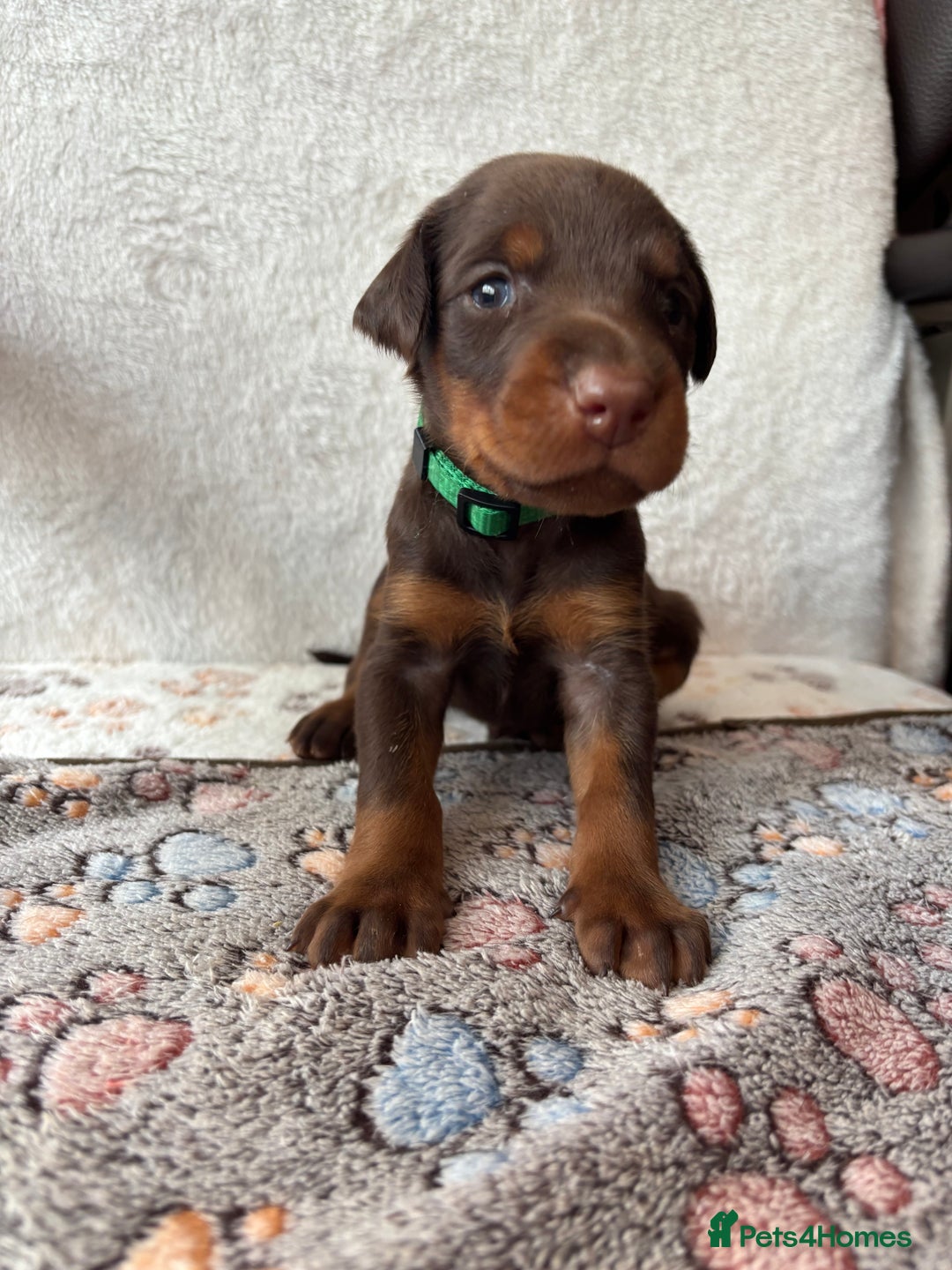 Dobermann dogs for sale: Doberman Puppies For Sale  - Image 3