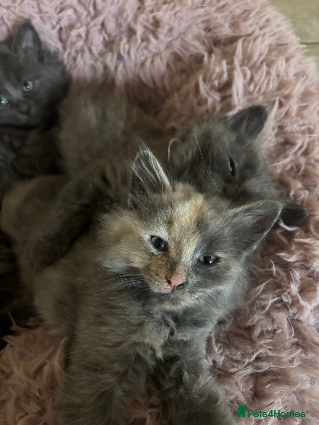 Mixed Breed cats for sale: Fluffy Turkish Angora mixed breed kittens  - Image 8