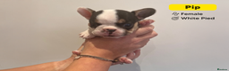 French Bulldog dogs for sale: Stunning KC Registered French Bulldog Puppies - Advert 12