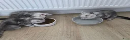 Maine Coon cats for sale: 🐾 Maine Coon Kittens Looking for Loving Homes 🐾 - Advert 7
