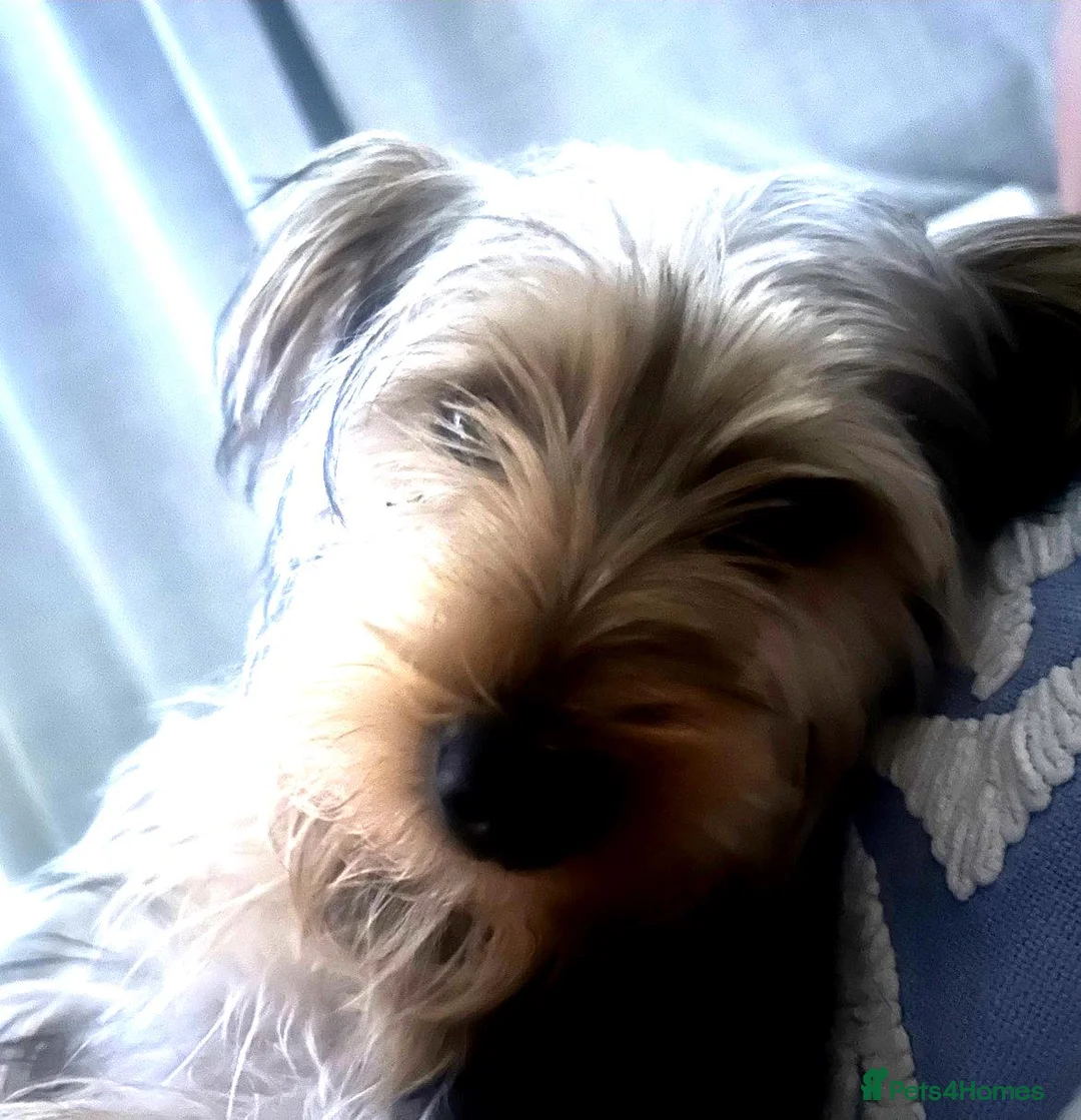Yorkshire Terrier dogs for sale: YORKIE PUP 6/7 mths old in Stoke-on-Trent - Advert 2