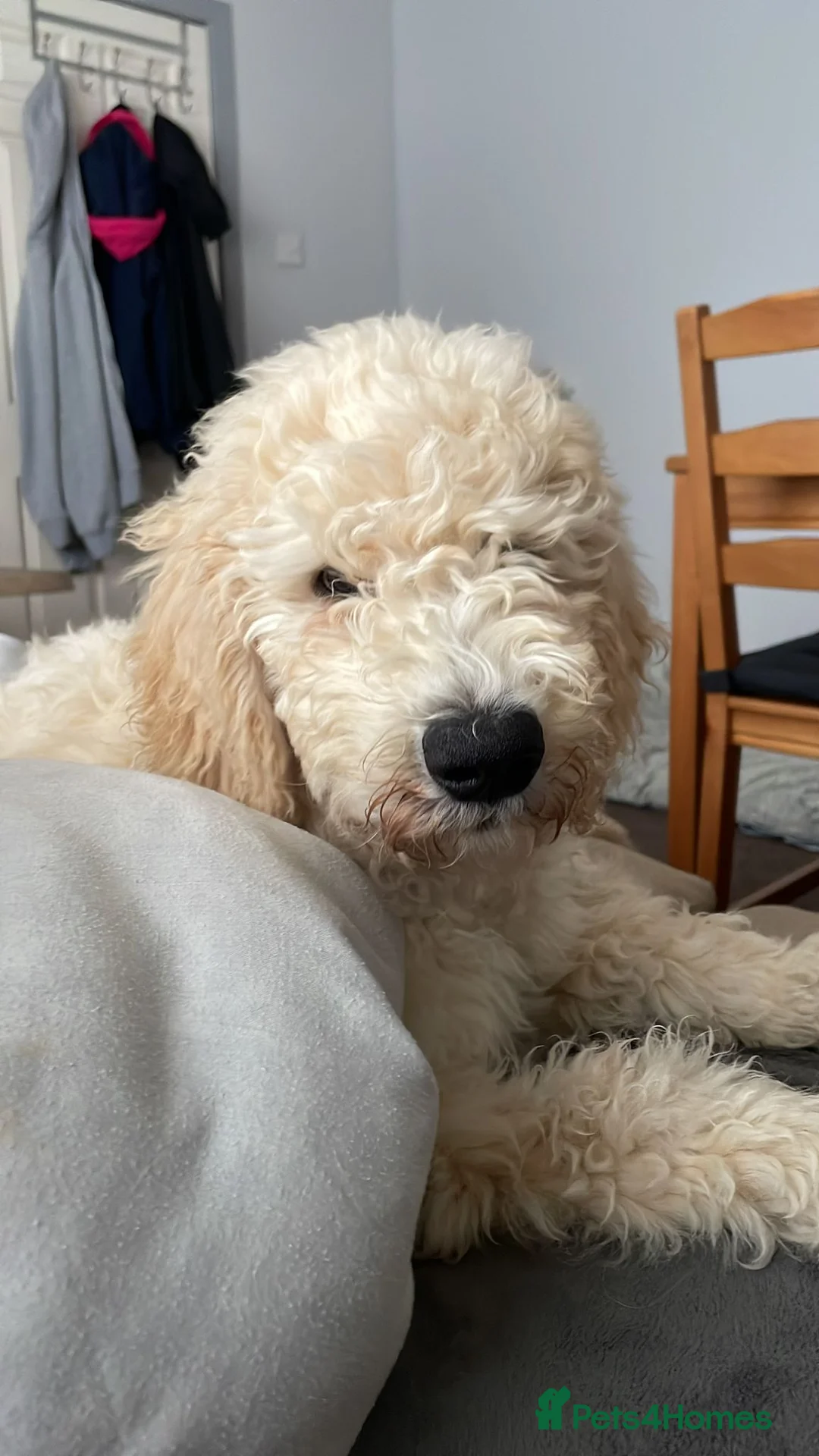 Goldendoodle dogs for stud: Standard multigenerational goldendoodle for stud - Advert 2