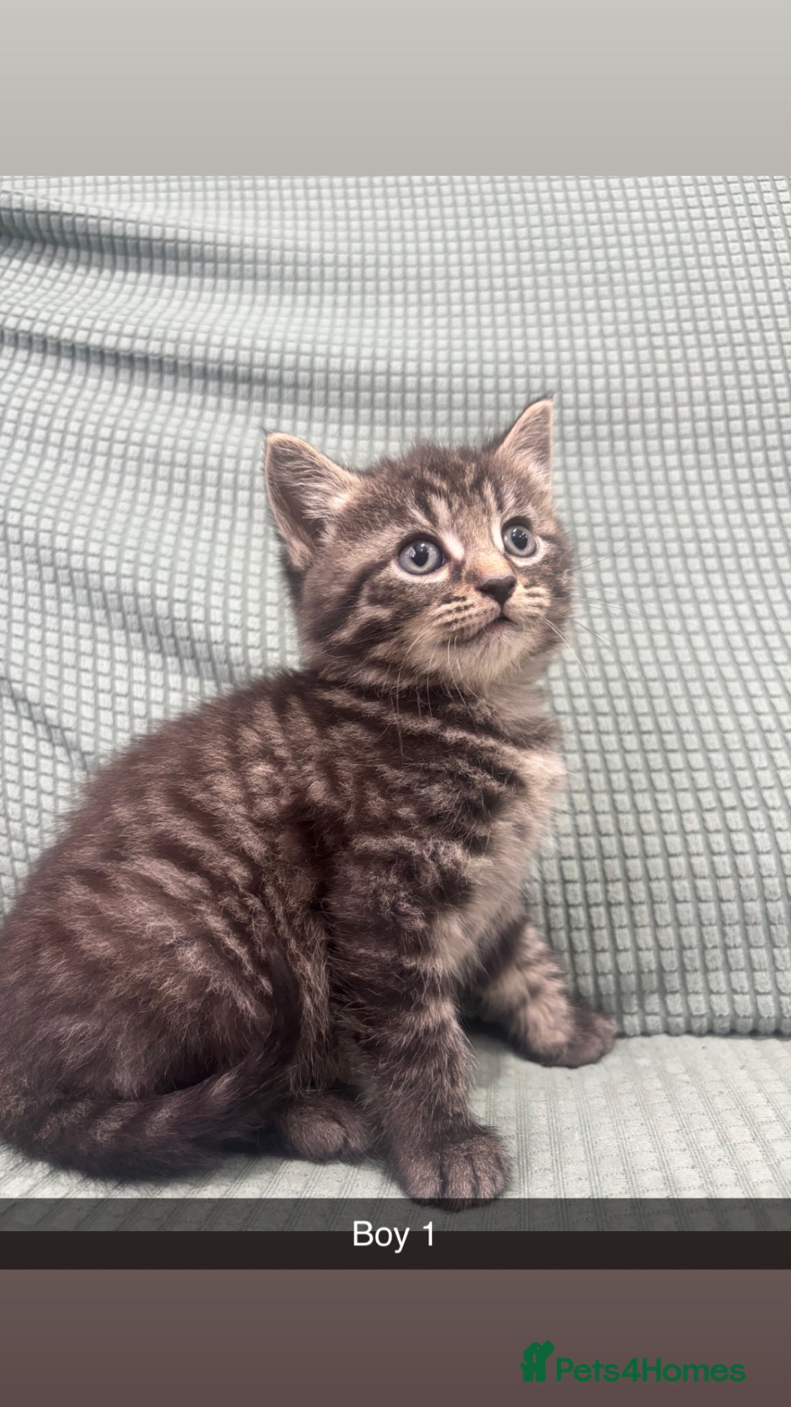 Mixed Breed cats Kittens ready to go to their forever home  - Advert 1