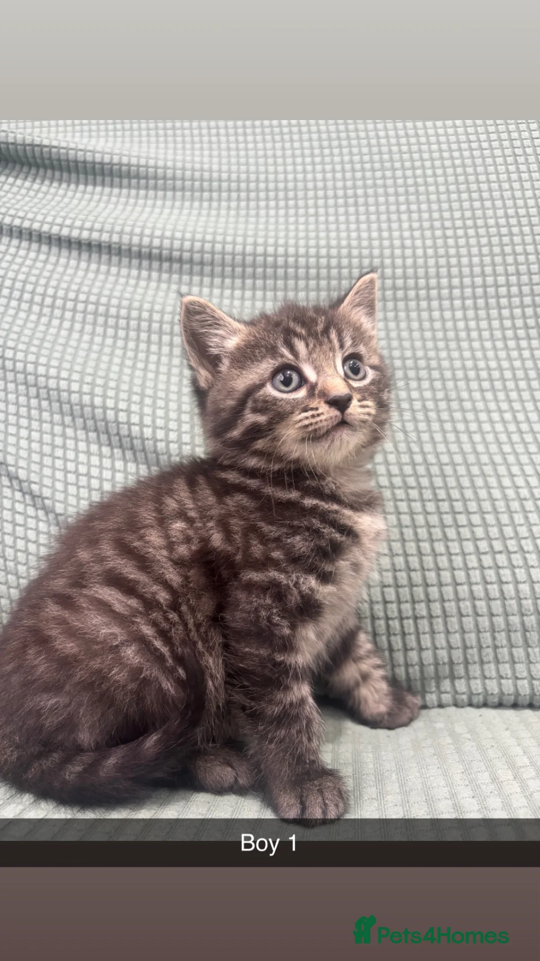 Mixed Breed cats for sale: Kittens ready to go to their forever home  in Maldon - Advert 1