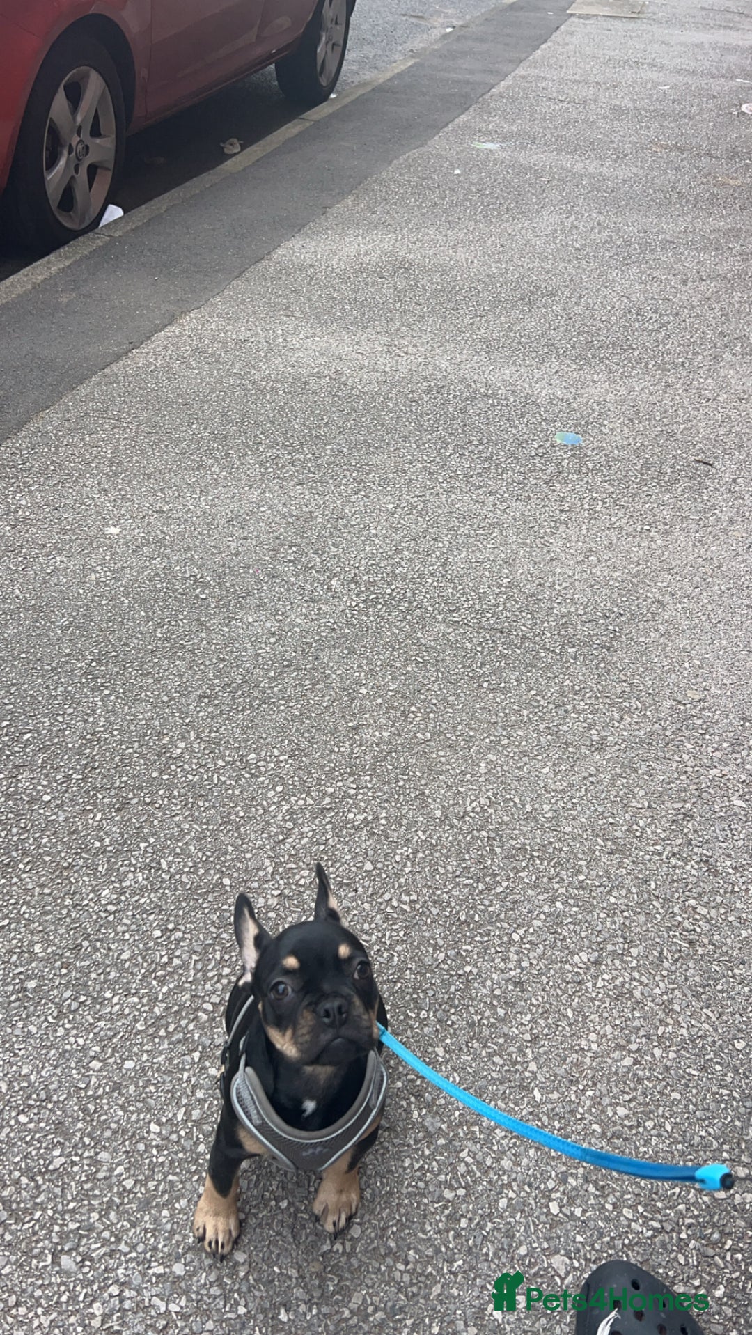 French Bulldog dogs for sale: Puppy to sell  - Image 2